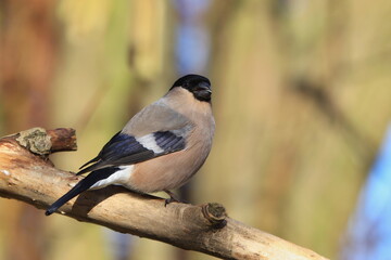 Beautiful bullfinch female sitting on the branch. Songbird in the nature habitat.  Pyrrhula pyrrhula