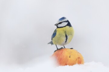 The Eurasian blue tit (Cyanistes caeruleus) is a small passerine bird in the tit family, Paridae. Blue tit sitting on the apple. Winter scene with a blue tit