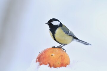 Obraz premium Garden bird Great tit, songbird sitting on the apple. little bird in winter garden, Wildlife scene from nature. Parus major