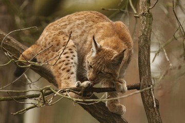 portrait of an eurasian lynx. young lynx climbs a tree. Lynx lynx