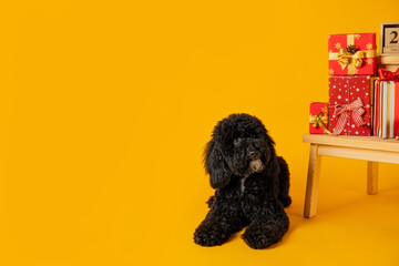 Concept of Merry Christmas, Christmas dog, space for text