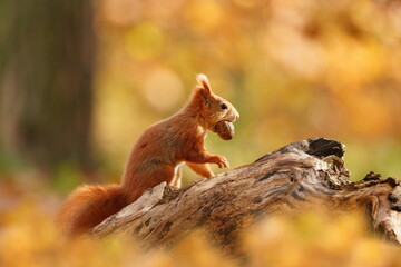 A cute european red squirrel sitting on the tree stump. Autumn scene with a cute animal.  Sciurus vulgaris
