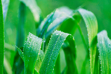 dew drops on green grass leaf close up. rainy season. meadow grass with water drops, blurred green...