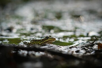 Selective focus shot of an Chiricahua leopard frog in a pond © Torsten Rudzok/Wirestock Creators