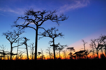 Dry tree and beautiful sky in the evening at Phu Kradueng National Park, Thailand.