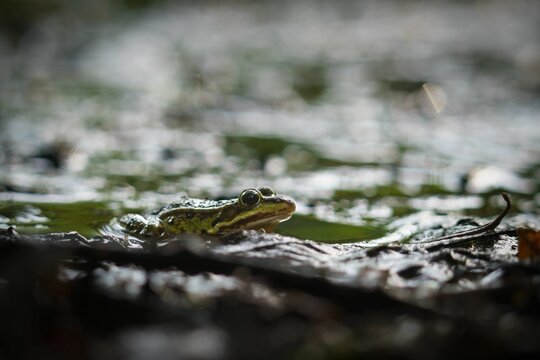 Selective Focus Shot Of An Chiricahua Leopard Frog In A Pond