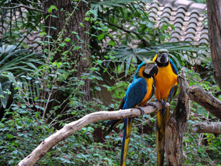 two long-tailed macaw parrot with colorful feathers. Macaw bird close up. Blue-yellow macaw parrot portrait with natural background.   