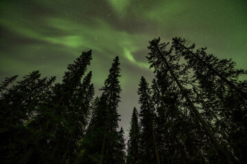 Aurora shining Swedish forest landscape Tannforsen Waterfall Northern Lights color sky Northern...
