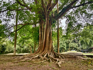 view of a 100 year old banyan tree (Ficus sp).