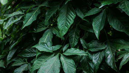 foliage. Closeup green leaves background, Overlay fresh leaf pattern, Natural foliage textured and background