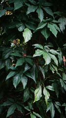 foliage. Closeup green leaves background, Overlay fresh leaf pattern, Natural foliage textured and background