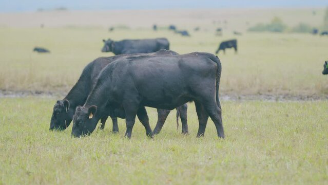 Cattle brazing in fields. Black angus cows as herd. Powerful black cow that eats grass. Selective focus.