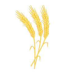 Yellow ripe spikelets of wheat and flat wheat grain isolated on white background. spikelets with grains flat colorful vector illustration