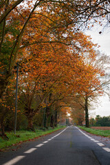 Route de Lescar en automne