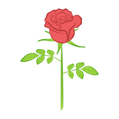 Obraz premium Beautiful red rose with green leaves on a white background. Ruby rose flower drawing in sketch style. Hand drawn open red rose, love symbol, decoration element. Vector colored illustration
