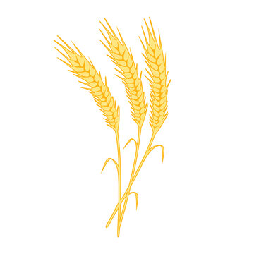 Yellow ripe spikelets of wheat and flat wheat grain isolated on white background. spikelets with grains flat colorful vector illustration