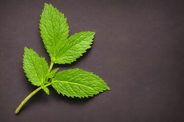 Top view of fresh green peppermint leaves on gray surface with a copy space
