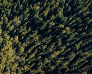 Aerial view of green dense forest on a sunny day