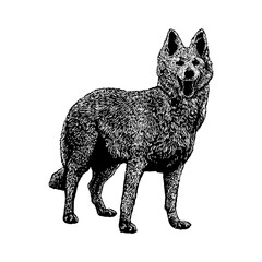 Aidi dog hand drawing vector illustration isolated on background.
