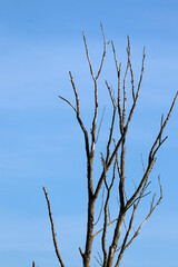 Die Folgen des Klimawandels - abgestorbener, kahler Baum vor strahlend blauem Hintergrund