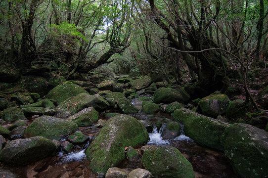 Nature Of Yakushima