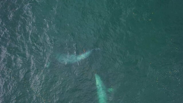 Grey whales in the seduction mating phase (Eschrichtius robustus) - Aerial view