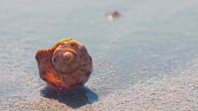 Handheld camera. Closeup of colorful seashell moved by the seawater. Weaves on the shore. Bright sunny day on the beach