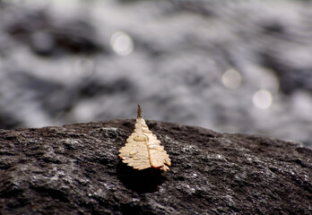 岩の上の落ち葉