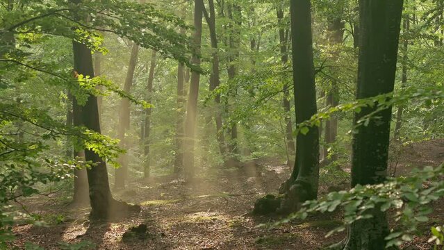Fairytale light rays inside the forest. Warm sunset light in the forest. Sunrays inside the forest