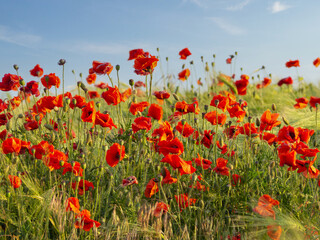Beautiful floral landscape with scarlet poppy flowers in a barley field close-up