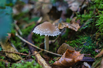 A macro shot of a psathyrella artemisiae or wolliger muerbling in a german forest