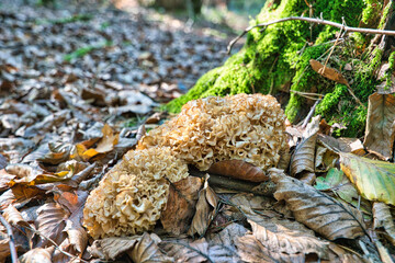 Sparassis crispa is a species of fungus in the genus Sparassis. In English it is sometimes called cauliflower fungus. Krause Glucke or Fette Henne
