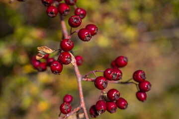 Red hawthorn berries in autumn background, branch with hawthorn fruit. Selective focus.