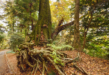 高尾山　樹木　登山コース1号路