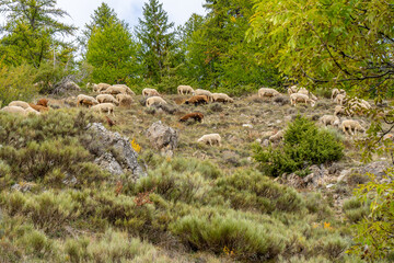 Fototapeta na wymiar Flock of sheep graze on the a pasture in the highlands, in the fall, against the rock and trees background. French sheeps