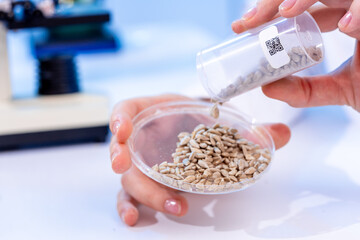food quality inspection laboratory sunflower seeds in petri dish for biochemical analysis