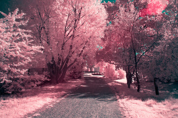 summer park landscape with path and trees infrared photography