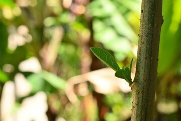 lizard on a tree