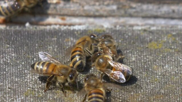 Closeup shot of numerous male bees trying to mate with the queen bee