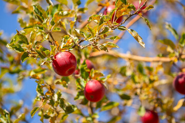Harvest of apples on a plantation in the garden. Fruit trees with apples. Ripe fruits on the branches of a tree. Gardening in agriculture.