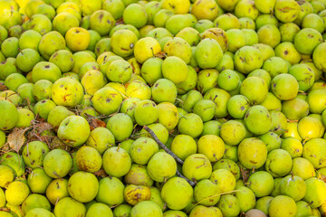 Fallen apples lie on the ground. Harvest of apples on a plantation in the garden. Fruit trees with apples. Ripe fruits on the branches of a tree. Gardening in agriculture.