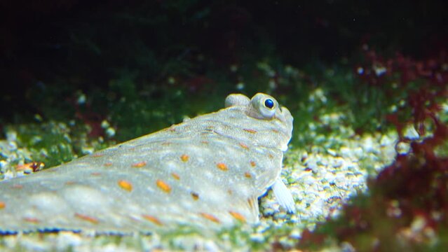 Closeup of a European plaice fish, laying on the bottom of an ocean, with sea plants surrounding it