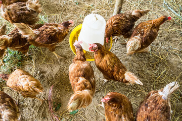 Chicken eating food on chicken farm. Organic poultry house in thailand.