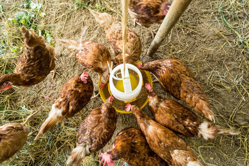 Chicken eating food on chicken farm. Organic poultry house in thailand. © bubbers