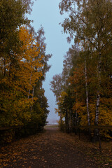 road between autumn color trees to the village in the fog
