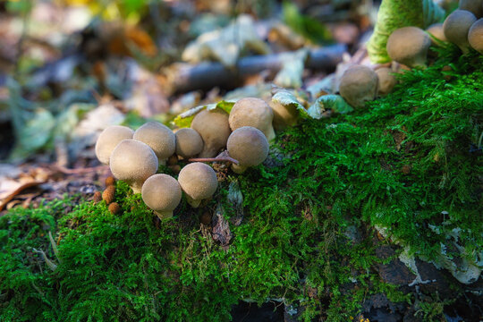 Forest fungus. Common puffball mushroom - Lycoperdon perlatum - growing in green moss in the autumn forest.