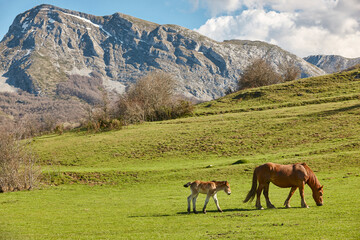 Mare horse with her cub in a green valley. Equine livestock