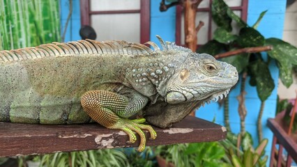 Portrait of an iguana in profile. Green iguana is a lizard reptile in the genus Iguana in the iguana family and in the subfamily Iguanidae.