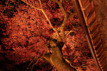 紅葉のライトアップ　愛知県香嵐渓