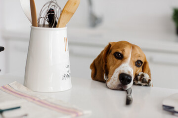 Sad beagle dog looks at the table hoping to steal food. High quality photo